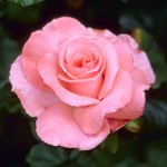 Touch of Class Pink Rose