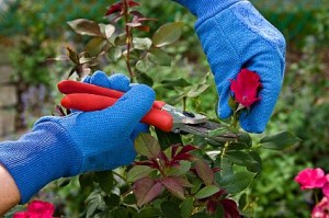 rose pruning1