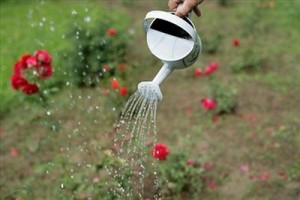 watering roses