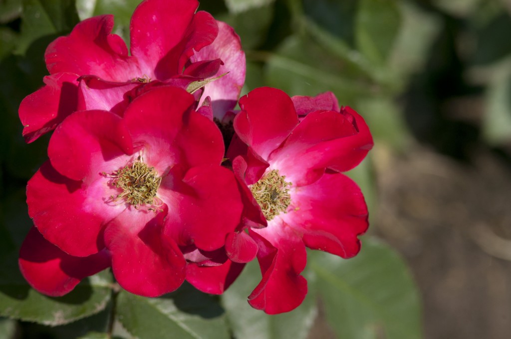 New Roses Archives - Minnesota Rose SocietyMinnesota Rose Society